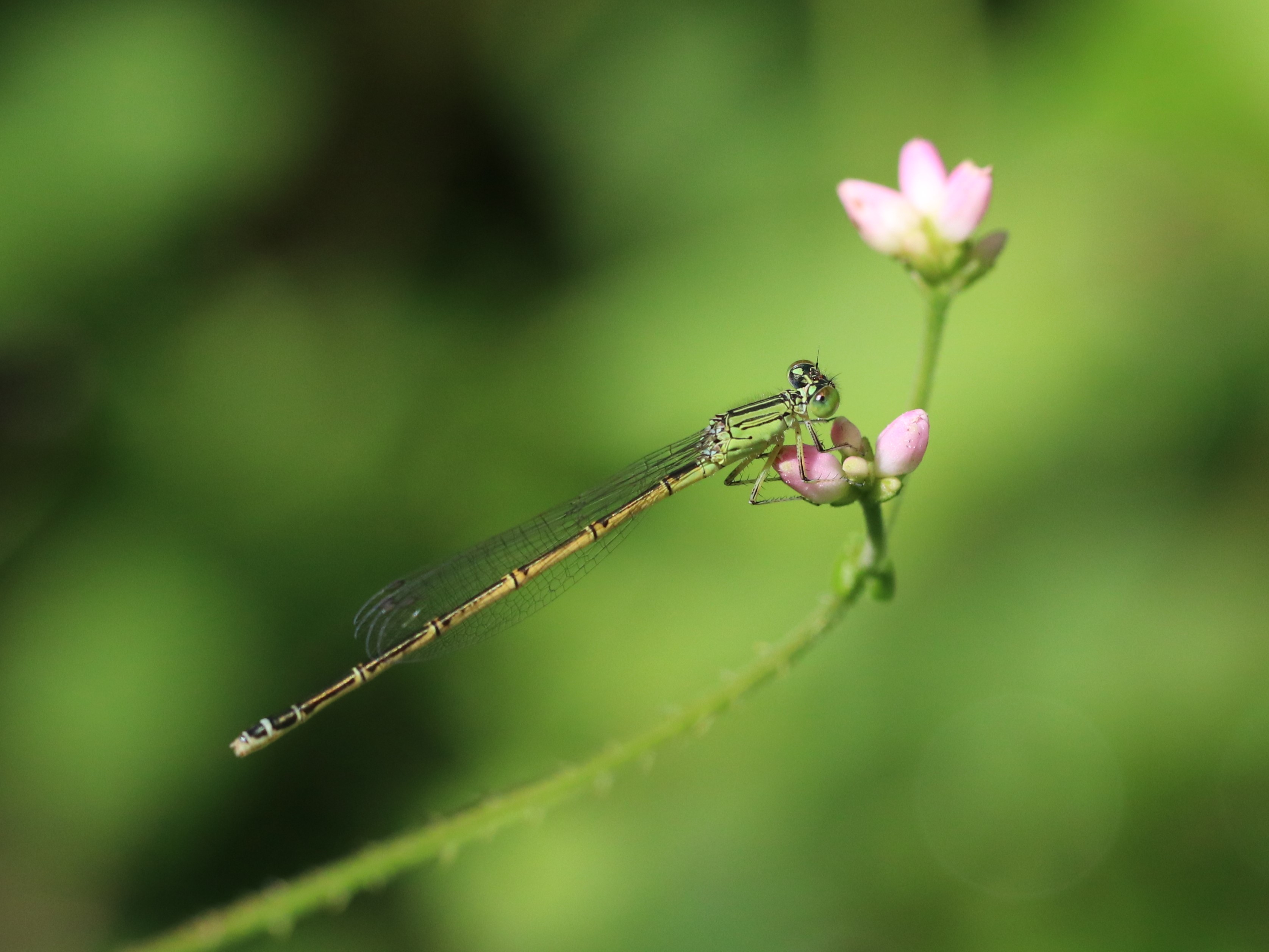 photo_1